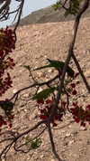 daniela.pritika Altpins Profile Picture