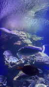 daniela.pritika Altpins Profile Picture
