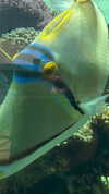 daniela.pritika Altpins Profile Picture