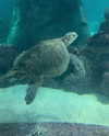 daniela.pritika Altpins Profile Picture