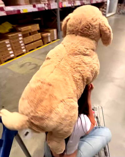 tuliprivet tuliprivet archive video