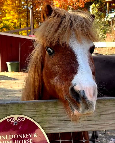 v.qx v.qx archive video