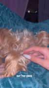 sofiya.pl Altpins Profile Picture