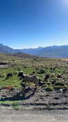 noa_mendel_ Altpins Profile Picture