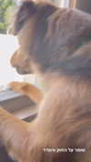 michelle_izraeli Altpins Profile Picture