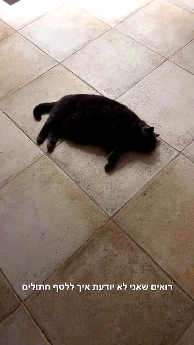 rinsrain rinsrain archive video