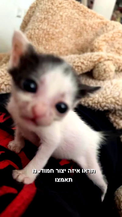 biton__adi biton__adi archive video