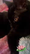 calyen Altpins Profile Picture