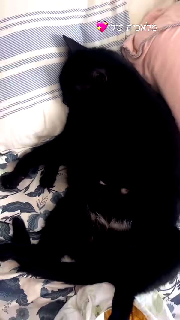 hellokittyangel666 archive video preview