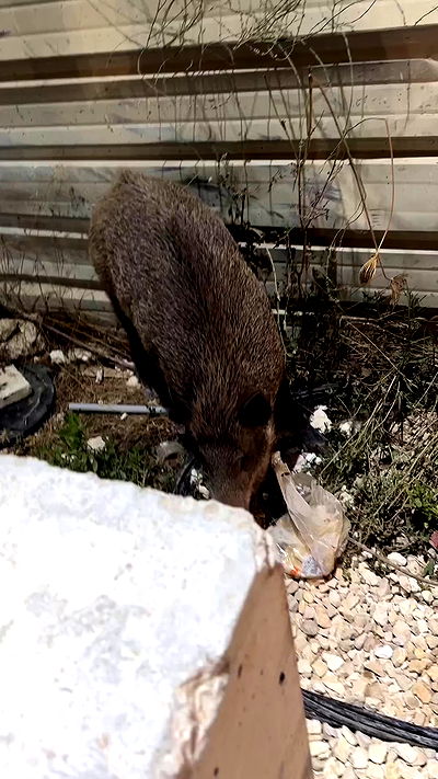 biton__adi biton__adi archive video