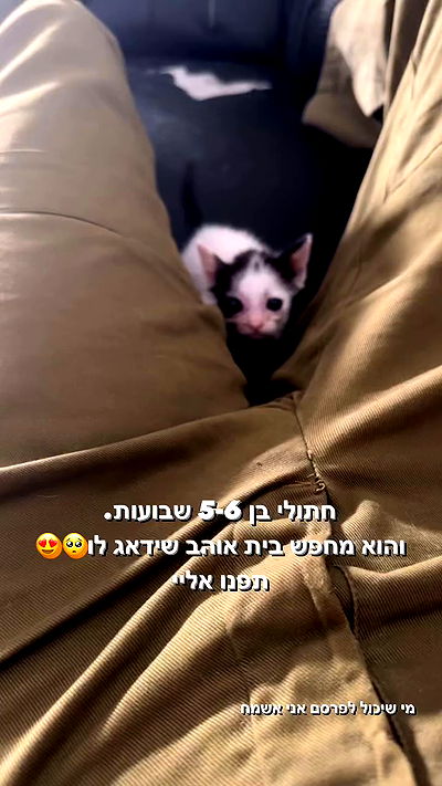 biton__adi biton__adi archive video