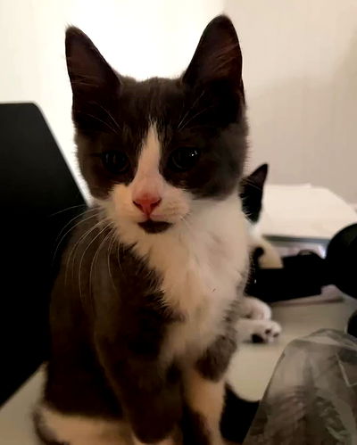 milkgore milkgore archive video