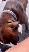 liori_hen Altpins Profile Picture