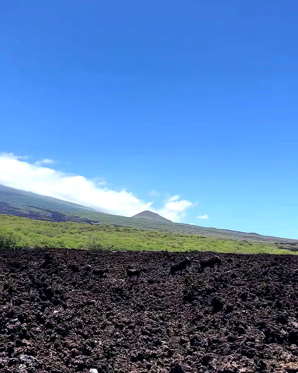 avaabreu archive video preview