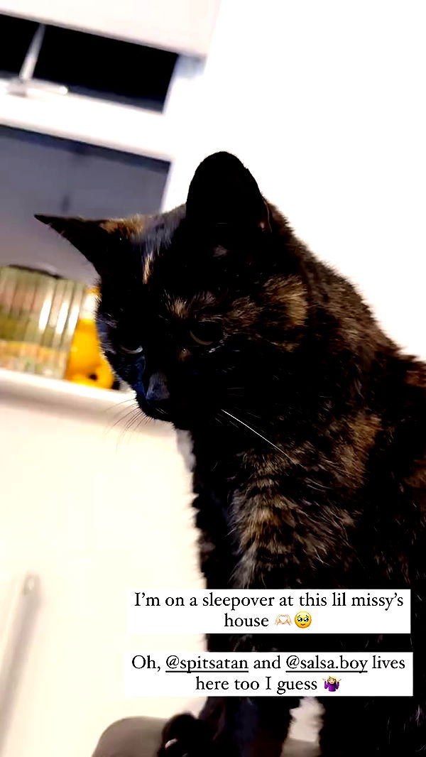 silkton archive video preview