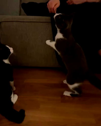 milkgore milkgore archive video