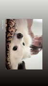 romy_lavi Altpins Profile Picture