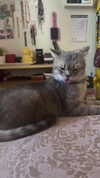 natahalieeee Altpins Profile Picture