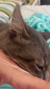 chen_partouche Altpins Profile Picture