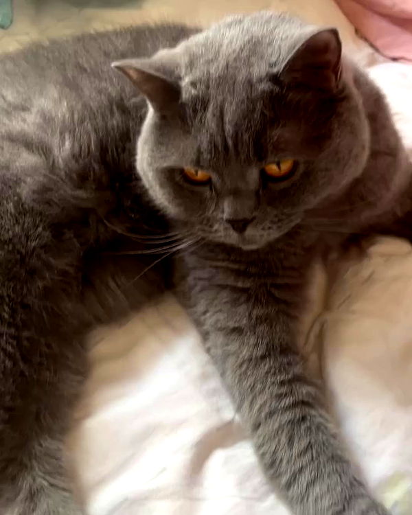 russiazona archive video preview