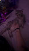natahalieeee Altpins Profile Picture