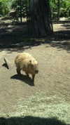 roni_ackerman Altpins Profile Picture