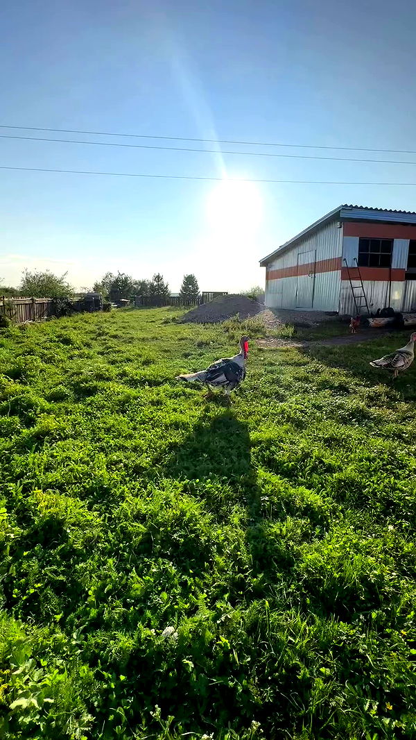 zlata_shipulin archive video preview