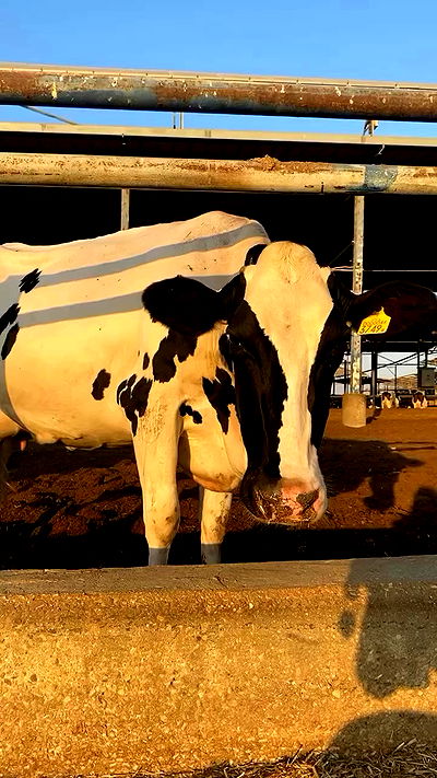 dustheadd dustheadd archive video