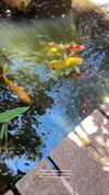 yaheli_ovadya Altpins Profile Picture