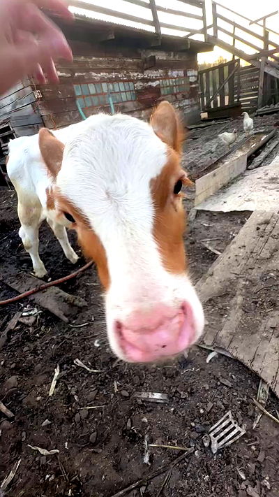 zlata_shipulin zlata_shipulin archive video