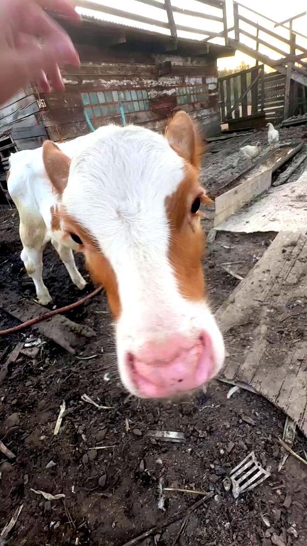 zlata_shipulin archive video preview