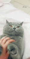 shinomayaa Altpins Profile Picture