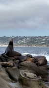 roni_ackerman Altpins Profile Picture
