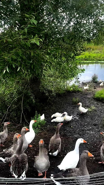 nyityam nyityam archive video