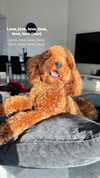 anya_shtril Altpins Profile Picture
