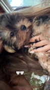 sofiya.pl Altpins Profile Picture