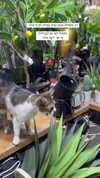 karin_orhov Altpins Profile Picture