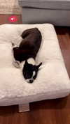 jade.schutte Altpins Profile Picture