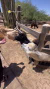 karin_orhov Altpins Profile Picture