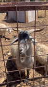 karin_orhov Altpins Profile Picture