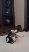 sophia.zadvor Altpins Profile Picture