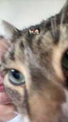 daria.lesin Altpins Profile Picture