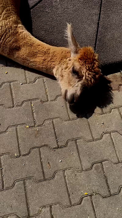 noa_zemlyanski noa_zemlyanski archive video