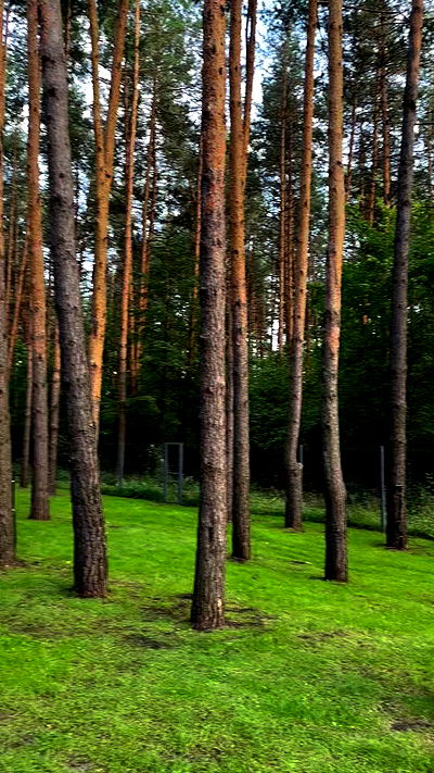 nyityam nyityam archive video