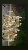 agam._.harel Altpins Profile Picture