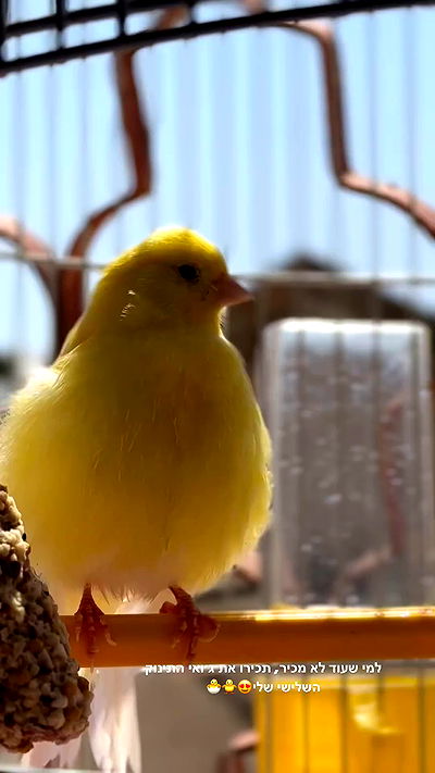 biton__adi biton__adi archive video