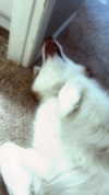 petitekitti Altpins Profile Picture