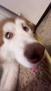 petitekitti Altpins Profile Picture