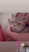 natahalieeee Altpins Profile Picture