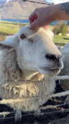 jade.schutte Altpins Profile Picture